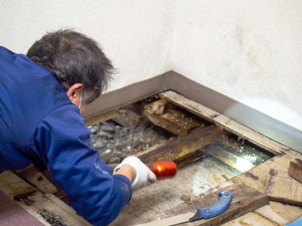 Best Attic Mold Removal  in Black Rock, NM