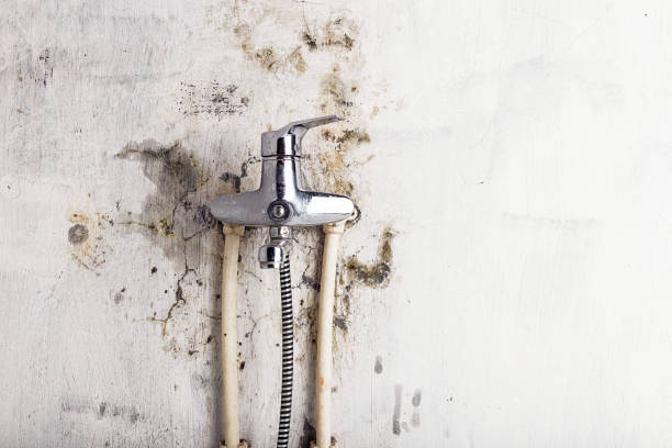 Best Residential Mold Removal  in Black Rock, NM
