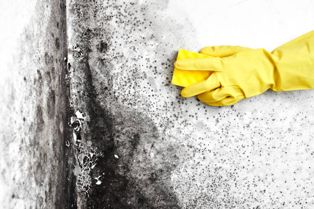 Best Black Mold Removal  in Black Rock, NM