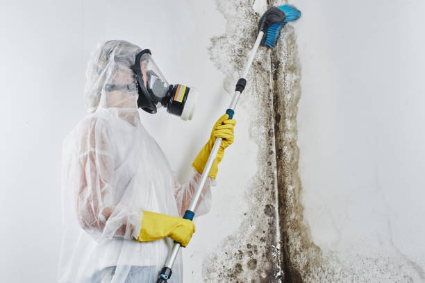 Best Mold Removal Process  in Black Rock, NM