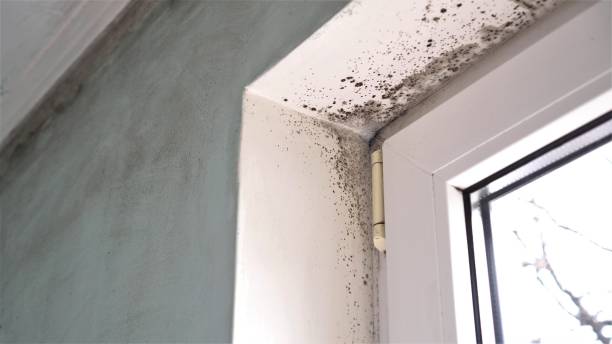 Best Office Mold Removal Services  in Black Rock, NM