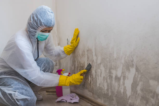 Best Best Mold Removal Companies  in Black Rock, NM