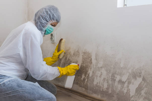 Best Mold Remediation  in Black Rock, NM