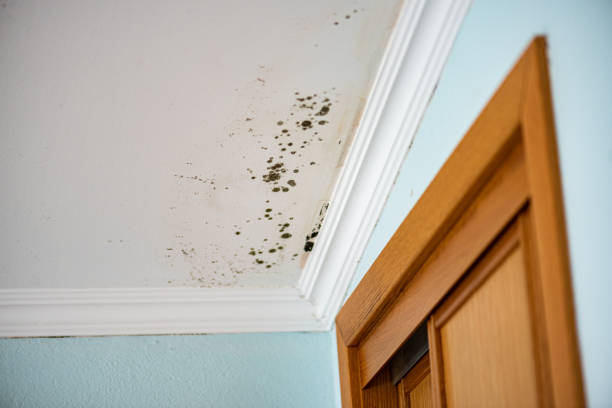 Best Mold Removal Near Me  in Black Rock, NM