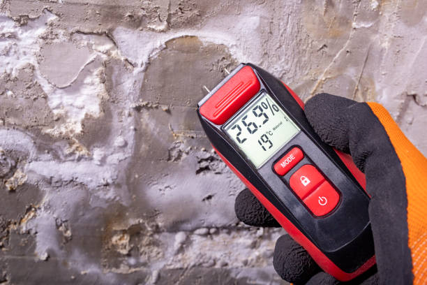 Best Fast Mold Removal  in Black Rock, NM