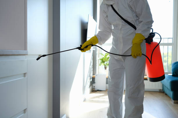 Best Home Mold Removal  in Black Rock, NM