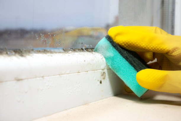 Best Mold Removal Company Near Me  in Black Rock, NM
