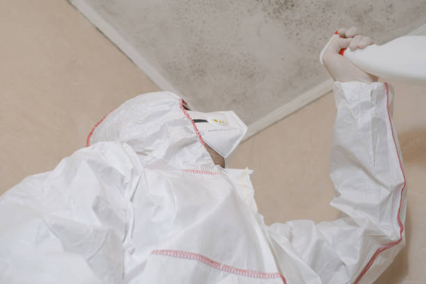 Best Toxic Mold Removal  in Black Rock, NM