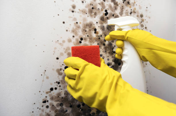 Best Mold Cleaning Services  in Black Rock, NM