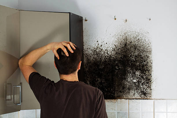 Best Mold Damage Repair  in Black Rock, NM