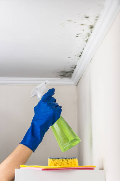 Best Crawl Space Mold Removal  in Black Rock, NM